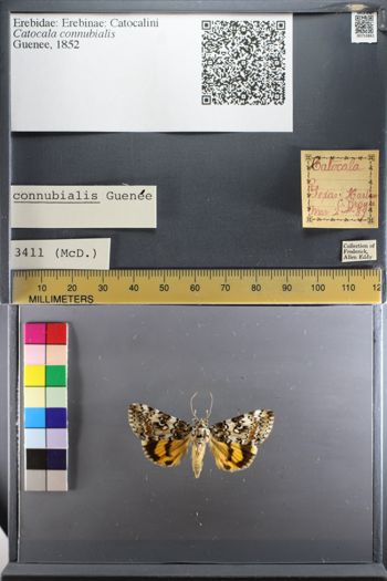 Media type: image;   Entomology 753861